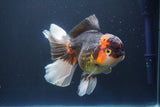 Thai Oranda  Tricolor 6 Inch (ID#827To6c-85)