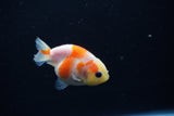 Baby Ranchu  Sakura 2.5 Inch (ID#1203R9c-49) Free2Day SHIPPING