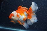 Thai Oranda  Red White 6 Inch (ID#408T7b-96)