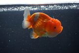 Juvenile Lionchu  Red White 3.5 Inch (ID#1015R11a-23) Free2Day SHIPPING