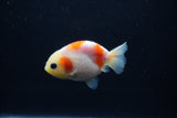 Baby Ranchu  Sakura 2.5 Inch (ID#1203R9c-49) Free2Day SHIPPING