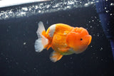 Juvenile Lionchu  Red White 3.5 Inch (ID#1015R11a-23) Free2Day SHIPPING