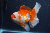 Thai Oranda  Red White 6 Inch (ID#408T7b-96)