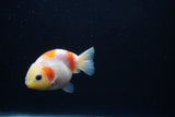 Baby Ranchu  Sakura 2.5 Inch (ID#1203R9c-49) Free2Day SHIPPING