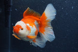 Thai Oranda  Red White 6 Inch (ID#408T7b-96)