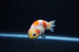 Baby Ranchu  Sakura 2.5 Inch (ID#1203R9c-49) Free2Day SHIPPING