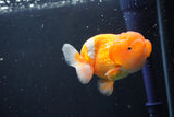 Juvenile Lionchu  Red White 3.5 Inch (ID#1015R11a-23) Free2Day SHIPPING