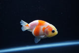 Baby Ranchu  Sakura 2.5 Inch (ID#1203R9c-49) Free2Day SHIPPING