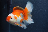 Thai Oranda  Red White 6 Inch (ID#408T7b-96)