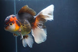 Thai Oranda  Tricolor 6 Inch (ID#827To6c-85)