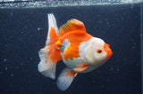 Thai Oranda  Red White 6 Inch (ID#408T7b-96)