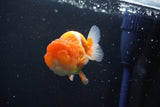 Juvenile Lionchu  Red White 3.5 Inch (ID#1015R11a-23) Free2Day SHIPPING