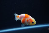 Baby Ranchu  Sakura 2.5 Inch (ID#1203R9c-49) Free2Day SHIPPING