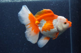 Thai Oranda  Red White 6 Inch (ID#408T7b-96)