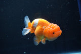 Juvenile Lionchu  Red White 3.5 Inch (ID#1015R11a-23) Free2Day SHIPPING. Please see notes