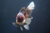 Thai Oranda  Tricolor 6 Inch (ID#827To6c-85)