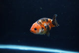 Baby Ranchu  Calico 2.5 Inch (ID#1213R9c-38) Free2Day SHIPPING