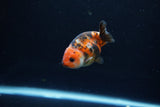 Baby Ranchu  Calico 2.5 Inch (ID#1213R9c-38) Free2Day SHIPPING