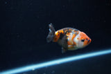 Baby Ranchu  Calico 2.5 Inch (ID#1213R9c-38) Free2Day SHIPPING