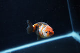 Baby Ranchu  Calico 2.5 Inch (ID#1213R9c-38) Free2Day SHIPPING