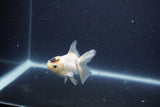 Baby Thai Oranda  Panda 3 Inch (ID#1101ToPTA-36) Free2Day SHIPPING