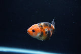 Baby Ranchu  Calico 2.5 Inch (ID#1213R9c-38) Free2Day SHIPPING