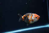 Baby Ranchu  Calico 2.5 Inch (ID#1213R9c-38) Free2Day SHIPPING