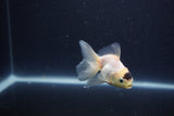 Baby Thai Oranda  Panda 3 Inch (ID#1101ToPTA-36) Free2Day SHIPPING