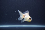 Baby Thai Oranda  Panda 3 Inch (ID#1101ToPTA-36) Free2Day SHIPPING