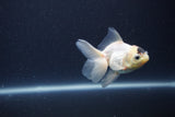 Baby Thai Oranda  Panda 3 Inch (ID#1101ToPTA-36) Free2Day SHIPPING