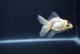 Baby Thai Oranda  Panda 3 Inch (ID#1101ToPTA-36) Free2Day SHIPPING