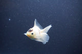 Baby Thai Oranda  Panda 3 Inch (ID#1101ToPTA-36) Free2Day SHIPPING