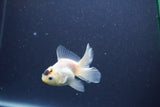 Baby Thai Oranda  Panda 3 Inch (ID#1101ToPTA-36) Free2Day SHIPPING