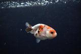 Baby Ranchu  Calico 2.5 Inch (ID#1213R9c-39) Free2Day SHIPPING