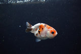 Baby Ranchu  Calico 2.5 Inch (ID#1213R9c-39) Free2Day SHIPPING