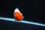 Juvenile Lionchu  Red White 4 Inch (ID#1015R11a-25) Free2Day SHIPPING