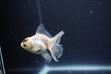 Baby Thai Oranda  Panda 3 Inch (ID#1101ToPTA-36) Free2Day SHIPPING