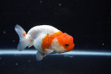 Juvenile Lionchu  Red White 4 Inch (ID#1015R11a-25) Free2Day SHIPPING