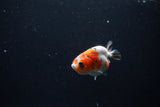 Baby Ranchu  Calico 2.5 Inch (ID#1213R9c-39) Free2Day SHIPPING