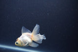 Baby Thai Oranda  Panda 3 Inch (ID#1101ToPTA-36) Free2Day SHIPPING