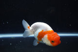 Juvenile Lionchu  Red White 4 Inch (ID#1015R11a-25) Free2Day SHIPPING