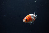 Baby Ranchu  Calico 2.5 Inch (ID#1213R9c-39) Free2Day SHIPPING