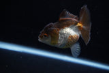 Short Body Thai Oranda  Panda 3 Inch (ID#1203To14b-31) Free2Day SHIPPING