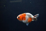 Baby Ranchu  Calico 2.5 Inch (ID#1213R9c-39) Free2Day SHIPPING