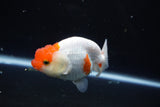 Juvenile Lionchu  Red White 4 Inch (ID#1015R11a-25) Free2Day SHIPPING