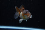 Short Body Thai Oranda  Panda 3 Inch (ID#1203To14b-31) Free2Day SHIPPING