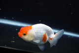 Juvenile Lionchu  Red White 4 Inch (ID#1015R11a-25) Free2Day SHIPPING