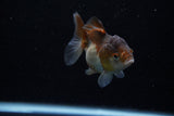 Short Body Thai Oranda  Panda 3 Inch (ID#1203To14b-31) Free2Day SHIPPING