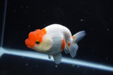 Juvenile Lionchu  Red White 4 Inch (ID#1015R11a-25) Free2Day SHIPPING