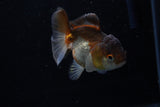 Short Body Thai Oranda  Panda 3 Inch (ID#1203To14b-31) Free2Day SHIPPING